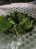 沃绣 蚕宝宝当天发货 活蚕宝宝蚕卵小蚕彩色蚕新鲜桑叶学生养蚕套装 1龄小蚕10条+小盒+桑叶 实拍图