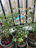 意轩【带花苞】欧月果汁阳台室内观花植物花卉盆栽四季开花月季 真宙【中苗】【带花苞发】 实拍图