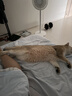 pidan猫砂 超细豆腐膨润土混合猫砂6.18KG*3包 整箱装皮蛋猫砂自营 实拍图