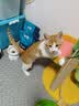KONOKO驱猫神器防猫上床抓乱尿驱赶狗喷雾剂橘子味狗狗猫咪宠物禁区喷雾 实拍图