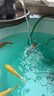 疯狂石头亚甲基蓝3.4L装 鱼缸水族箱观赏鱼锦鲤净化溶液 实拍图