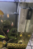 森森 小鲤鱼缸过滤器净水循环三合一内置水族箱过滤系统XQP-500F 6W 实拍图