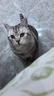 pidan猫砂 天然钠基球型猫砂2.4kg*4包 球型膨润土砂京东自营 实拍图