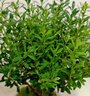 京东绿植小叶赤楠老桩苗微景观水培办公室内好养绿植盆栽绿冰裂源头直发 实拍图