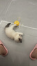 欢宠网猫玩具猫咪逗猫棒猫薄荷球不倒翁自嗨神器自己玩解闷猫猫小猫幼猫 实拍图