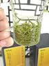 福茗源特级正宗信阳毛尖绿茶250g 栗香明前头采春茶嫩芽2026新茶叶礼盒 实拍图