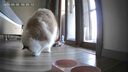 KONOKO宠物湿巾猫咪擦眼泪痕除臭味狗狗用品全身免洗清洁专用湿纸巾 实拍图
