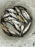 龙王恨鱼饵野战蓝鲫香腥钓饵江河湖库黑坑野钓鲫鱼鲤鱼草青鳊鱼钓鱼饵料 实拍图