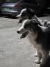 伯纳天纯冻干狗粮生鲜鸭肉梨全价冻干成犬幼犬通用犬粮 15kg囤货装 实拍图