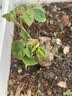 玫瑰花苗老桩绿植物盆栽月季蔷薇老根室内外阳台庭院特大花卉四季 15黄玫瑰（老桩苗四季开花）) 实拍图