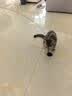 欢宠网猫玩具猫咪吸盘逗猫棒自动羽毛自嗨解闷神器铃铛猫猫幼猫小猫宠物 实拍图