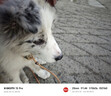 红狗【升级PRO】乳铁蛋白营养膏75g*2支 猫咪乳铁蛋白宠物狗狗幼犬 实拍图