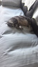 pidan猫砂 天然钠基球型猫砂2.4kg*4包 球型膨润土砂京东自营 实拍图