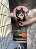 疯狂小狗狗粮 中大型幼犬成犬 鸡肉燕麦呵护肠胃通用粮2kg/4斤 实拍图