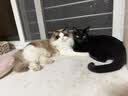 MEN WOO宠物猫梳子猫毛狗狗毛梳子去浮毛脱毛猫咪梳毛刷神器大型犬用品 实拍图