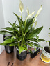 年宵花【热销款】白掌一帆风顺盆栽水培植物绿植过年装饰摆件年货 特级白掌带花+繁星自吸盆 实拍图
