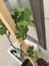 格秀洁葡萄苗树苗盆栽 庭院爬藤果树苗盆栽地栽当年结果南方北方种植 巨峰 4年苗【当年结果】 实拍图