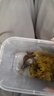 暮秋小主宠物玉米蛇活物爬宠幼体异宠翠青开食王蛇活体苗子幼崽真蛇无毒 金边苗 实拍图