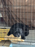 宠乐乖（CHONGLEGUAI）狗笼猫笼狗笼子中小型犬带厕所幼犬折叠便携猫笼子猫咪兔笼700ZG 实拍图