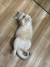 皇家（ROYAL CANIN）BS34英国短毛猫通用成猫粮2kg 实拍图