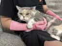 防猫抓手套宠物防咬加长耐撕咬抓狗狗鹦鹉小宠专用劳保工业手套猫猫爪子 【40cm加长】【1双】防猫抓咬手套【女款小一码】 实拍图