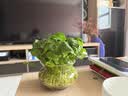 【招财进宝】水培铜钱草盆栽10cm 教师节礼物送老师 实拍图