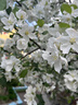 倍思苹果快充数据线2.4A充电线适用iPhone14/13/12Pro Max/XR/Xs/11/8手机ipad平板车载1.5米【2条装】 实拍图