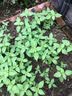 河南大叶荆芥种子菜籽阳台盆栽蔬菜种子农家四季播种荆菜春播春季 大叶荆芥种子【2包 约2千粒】 实拍图