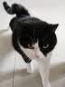 BOTH 烘焙猫粮 幼猫成猫全阶段 鸭肉梨泪痕管理 猫粮试吃200g 实拍图