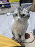 pidan混合豆腐猫砂 除臭结团经典款豆腐膨润土皮蛋猫砂2.4kg*8包 实拍图