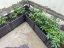 原起点阳台楼顶种菜箱长方形蔬菜种植箱神器种菜盆菜箱塑料花箱户外 加深2联箱 100*40*35cm 实拍图