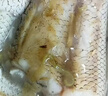 深海鳕鱼大西洋新鲜现切鳕鱼尾速冻正宗鳕鱼冷冻发货鳕鱼尾段 10斤超值装 实拍图