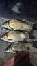 南街村老北京方便面南街村整箱泡面速食河南特产零食麻辣干吃面干脆面 南德面【52克X30袋】 北京方便面 实拍图