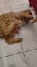 憨憨乐园猫玩具逗猫棒幼小猫猫咪磨牙玩耍耐咬互动自嗨玩具神器宠物用品 实拍图