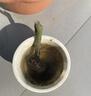 玫瑰花苗老桩绿植物盆栽月季蔷薇老根室内外阳台庭院特大花卉四季 34梦幻（老桩苗四季开花） 实拍图