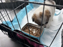 腆宠狗笼猫笼 狗笼子中小型犬带厕所幼犬狗窝猫笼子大号家用围栏兔笼 实拍图