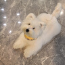 MAG狗狗钙片健骨补钙幼犬宠物钙粉小型犬宠物钙片老年犬 300g/罐 实拍图