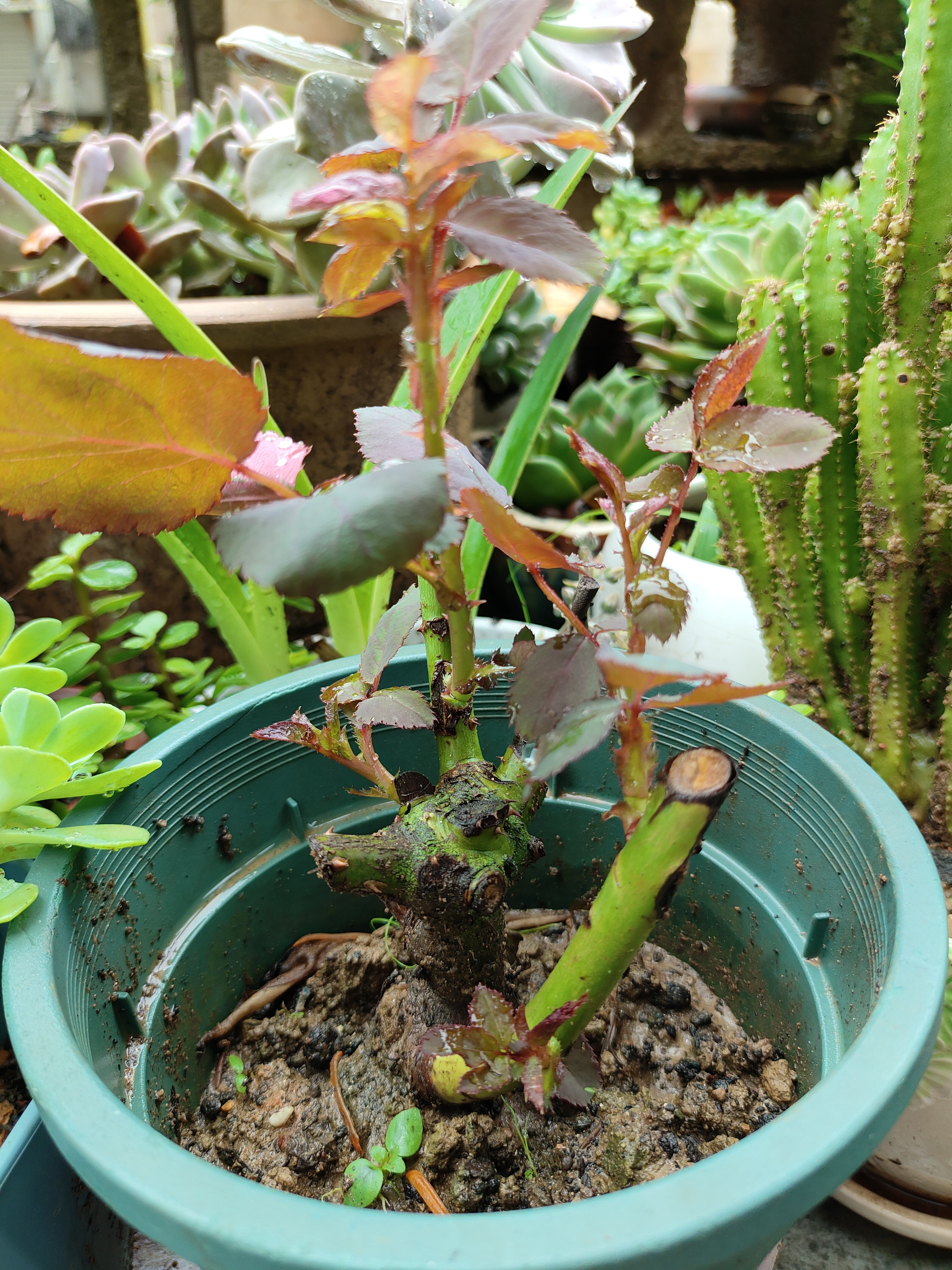 玫瑰花苗老桩绿植物盆栽月季蔷薇老根室内外阳台庭院特大花卉四季 43苹果杰克（老桩苗四季开花） 实拍图