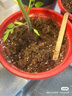 美乐棵  通用营养土养花花肥种植土花土种菜土盆栽绿植专用土壤100L 实拍图