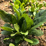 海法·卡利夫枯草芽孢杆菌农用微生物菌剂菌肥防根腐水溶肥菌剂改良土壤1kg 实拍图