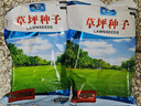 花友秀草坪种子 矮生四季青混合草子 耐寒耐践踏庭院工厂绿化工程草籽】 实拍图