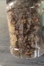 脆美人芝麻琥珀核桃仁500g罐装蜂蜜味新疆烘焙孕妇熟休闲坚果干货 实拍图