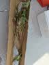 琅阙葡萄树苗阳光玫瑰爬藤植物带土果树苗水果苗1-1.5cm粗源头直发 实拍图