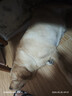 藻趣儿 狗粮 通用全价犬粮小中大型犬泰迪柯基金毛拉布拉多 【热销】成犬粮40斤装 实拍图