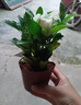 开时果 栀子花盆栽浓香型大花苗 四季懒人好养植物室内阳台庭院耐热花卉 加仑盆【90#栀子花】 实拍图