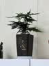 佰花锦新中式文竹桌面盆栽绿植办公室客厅盆景茶台卧室好养绿植花卉植物 精品文竹基地原盆原土X1 20-30cm 实拍图