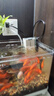 森森 小鲤鱼缸过滤器净水循环三合一内置水族箱过滤系统XQP-500F 6W 实拍图