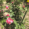 卫东包塑钢管支架杆家用植物花架子室外庭院架杆豆角黄瓜爬藤架番茄架 直径16mm长180cm【10支装】 实拍图