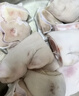 龙大肉食猪蹄块2斤 冷冻免切猪蹄子猪爪猪手猪脚猪蹄生鲜 猪肉卤猪蹄烧烤 实拍图