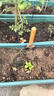 九千谷 园艺工具3件套 迷你小铲子花铲耙子套装种植家庭种菜养花2012 实拍图